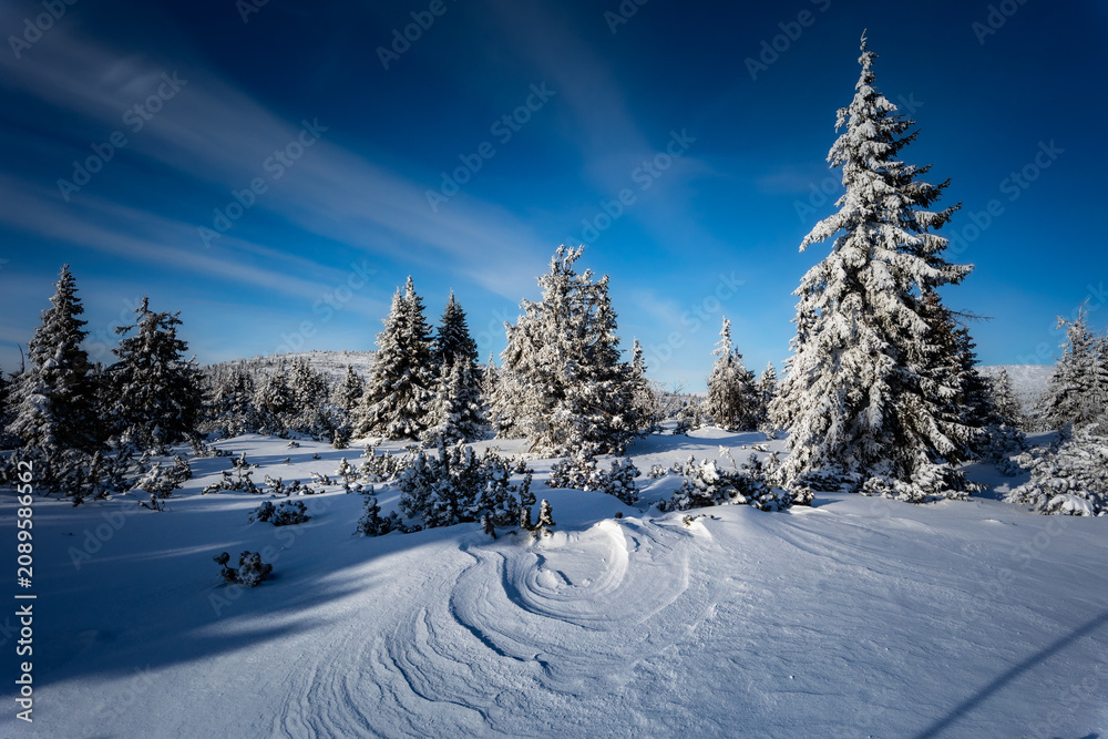 Obraz premium Frozen pine trees covered in thick rime ice under deep blue sky