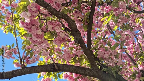 Cherry blos