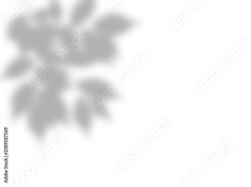 Soft Organic Leaf Silhouette Overlay Casting Delicate Natural Shadows Upon A Plain White Backdrop For Elegant Aesthetic Design