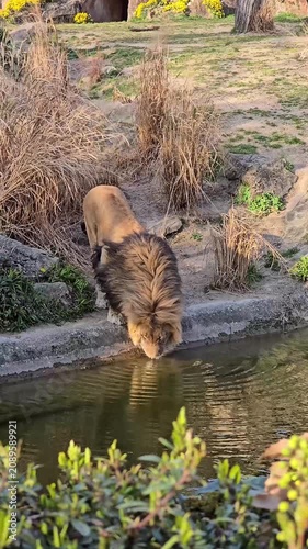 Lion king