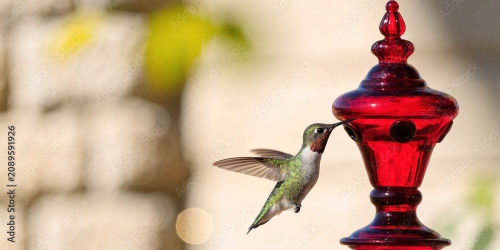 Fototapeta premium A male ruby-throated hummingbird hovering in mid-air to drink nectar from a bright red glass feeder in a peaceful garden setting