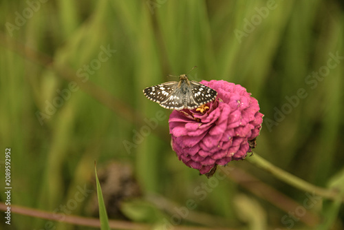 Tableau sur toile Checkered skipper butterfly resting on pink zinnia flower in a garden