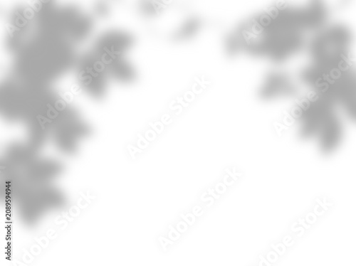 Soft aesthetic shadow overlay of tropical tree leaves on a white wall surface creating a beautiful natural light texture pattern