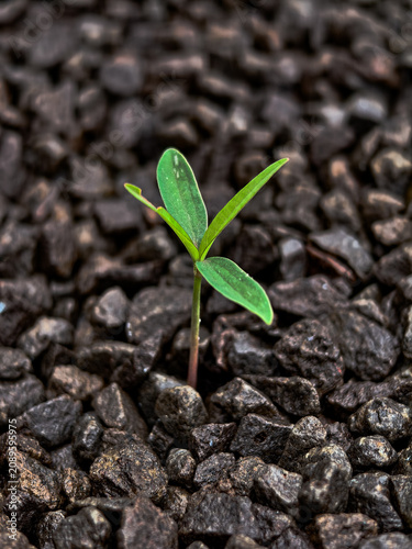 young plant growing in soil