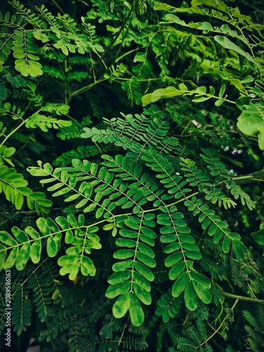 fern leaves in the forest