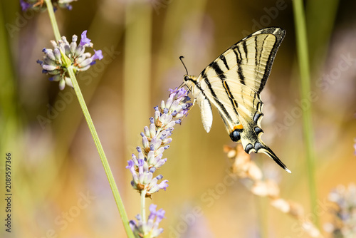 Magnifique et grand papillon, le Flambé, posé sur des fleurs de lavande sur fond flou lumineux et coloré. Iphiclides podalirius, lépidoptère Papilionidae.