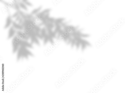 Abstract soft leaf shadow overlay on a clean white wall surface for product presentation and minimal artistic design background