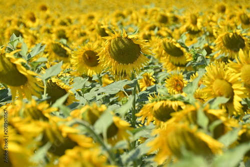 Foto Girasoli dei Colli Tortonesi - Tortona - Alessandria - Piemonte - Italia