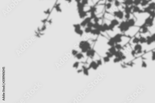 tree branch shadow overlay, botanical foliage silhouette on white wall, soft window light, natural monochrome background