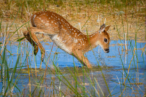 Fawn playing in the marsh