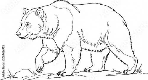 Obraz na płótnie bear line art