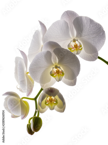Quadro su tela Isolated elegant white Phalaenopsis orchid flowers on a stem with delicate buds