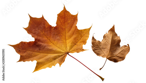 Canvastavla Isolated vibrant golden-orange and dried brown maple leaves, beautiful natural fall elements