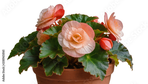 Konstfotografi Isolated beautiful blooming begonia plant with vibrant peach and pink flowers in a terracotta pot