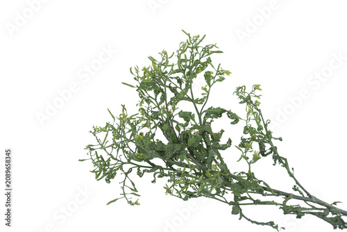 Принти на полотні Organic green vegetable cailan with insect holes captured isolated on png backgr