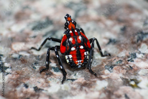 Close up of a Colorful Spotted Lanternfly Nymph on Granular Surface
