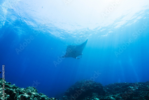Photography Majestic manta ray gliding through the deep blue sea