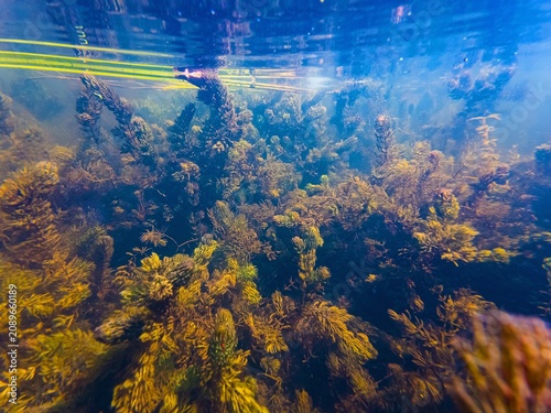 Ceratophyllum demersum aquatic plant aquascape, chlorella green algae bloom, leaf litter organic matter underwater pollution, shallow freshwater low visible muddy murky water, Buher river in Lityn
