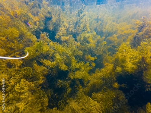 Ceratophyllum demersum domination slow flow, underwater aquatic plant absorb organic matter, shallow freshwater aquascape, still water surface, low visibility muddy murky Kobylnia river in Pryborivka