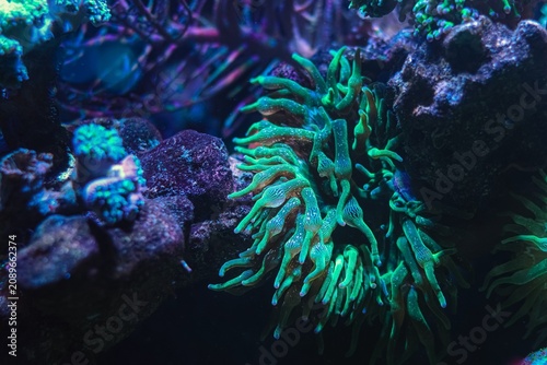 Entacmaea quadricolor fluorescent animal move green tentacle to hunt for plankton food, circular water flow, live rock reef marine aquarium ecosystem, blue LED light, underwater wildlife hobby