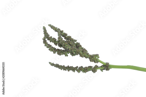 Small green amaranth seeds cluster isolated on clear studio light png background