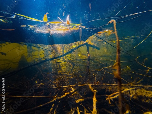 shallow freshwater lake, driftwood twig mess, biotope aquascape