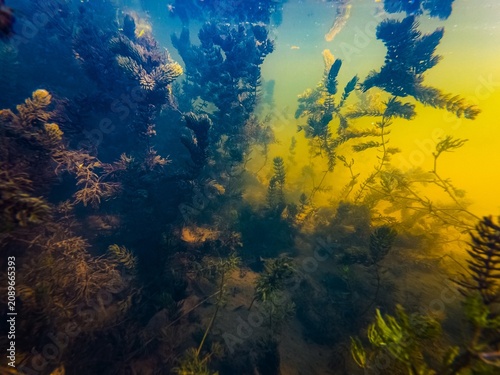 Foto low visible murky water, Ceratophyllum demersum freshwater aquatic plant dominat