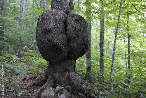 Bild auf Leinwand Broussin sur un arbredans la forêt