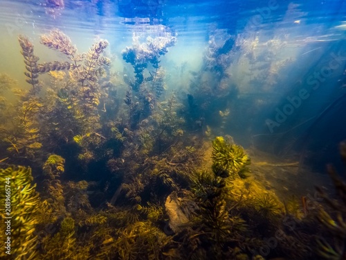 low visible murky water, Ceratophyllum demersum freshwater aquatic plant silhouette, green algae bloom, organic matter underwater pollution, sun ray backlight, shallow Buher river in Lityn