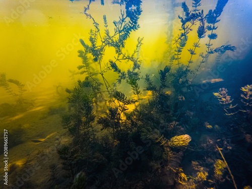 shallow Buher river in Lityn, organic matter pollution cause green algae bloom, hornwort aquatic plant grow on silt bottom hardscape, low visible murky water aquascape, sun rays backlight, gloomy mood