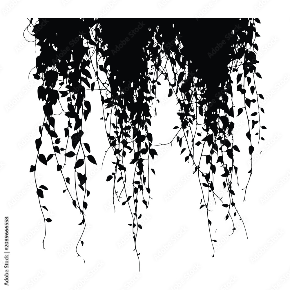 Obraz premium Silhouette of hanging vines with leaves on white background