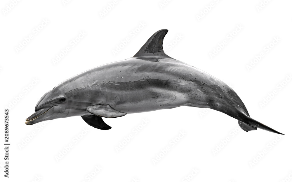 Obraz premium Dolphin leaping in water, transparent isolated on png transparent background