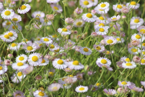 Cuadro en lienzo Einjährige Berufkraut , Erigeron annuus, Feinstrahl