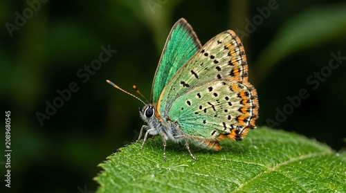 Green hairstreak butterfly resting on a green leaf