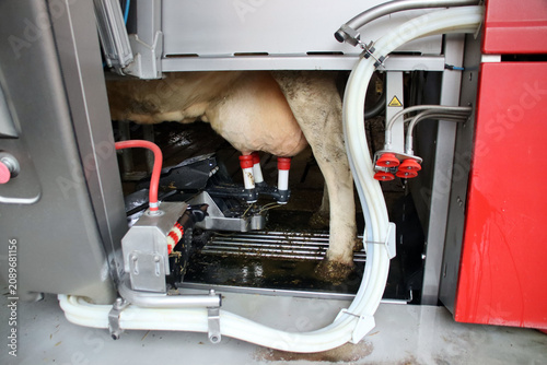 Automatisches Melksystem, Melkroboter, Roboter in der Landwirtschaft