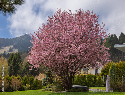 Flowering Plum Pink Blossom Tree in Mountain Garden Spring Landscape With Blooming Flowers and Tranquil Atmosphere
