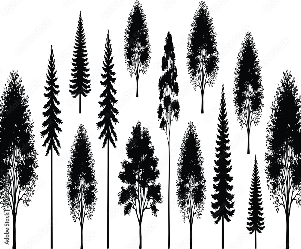 Fototapeta premium Black silhouettes of various trees against conifer