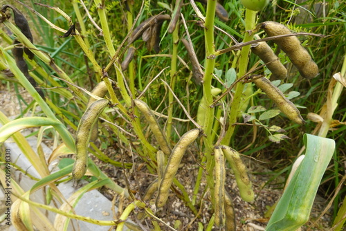 Haricot bean pods maturing and drying on a plant in a garden, showing autumn harvest preparation