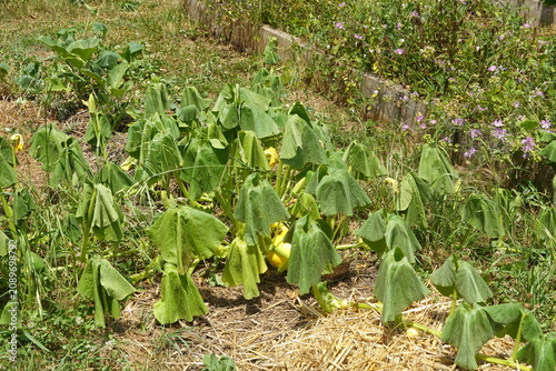 Wilting squash plants in a garden bed struggling with drought and heat stress during summer, showing dehydrated leaves