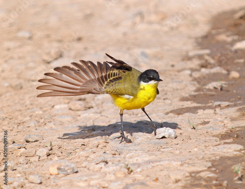 Western yellow wagtail (Motacilla flava) male stretching one wing during feather ruffling