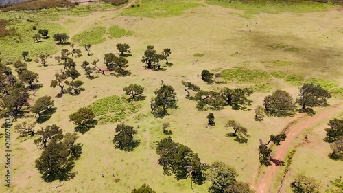 Aerial view of green plateau with laurel forest in Fanal area under sunlight, Madeira Island