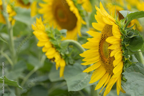Tableau sur toile Sunflower in profile view with curled leaf in a summer field