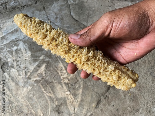 Fotografie Hand holding an empty eaten corn cob against a concrete background