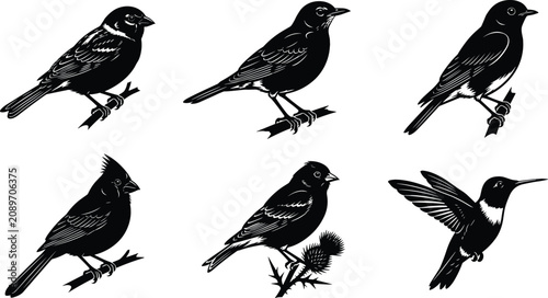 Fotografie Black Silhouette Backyard Songbird Icon Set Featuring Sparrow Robin Bluebird Nor
