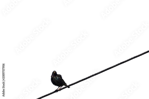 Foto Common Starling (Sturnus vulgaris) on a wire isolated on a white background