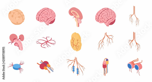 Tableau sur toile Flat vector icons of human organs and body parts.