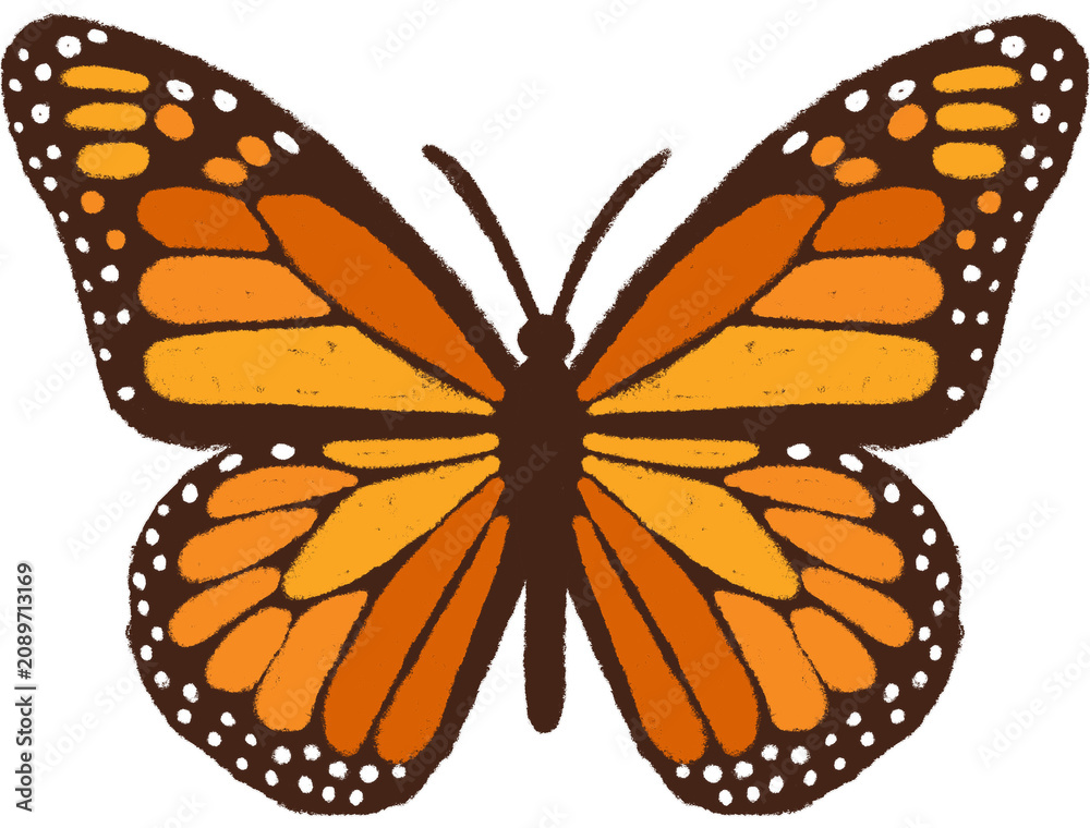 Fototapeta premium butterfly illustration png transparent