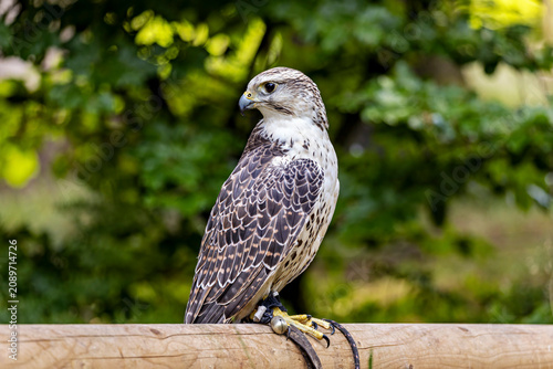 Billede på lærred Saker falcon at a falconry centre (Falco cherrug)