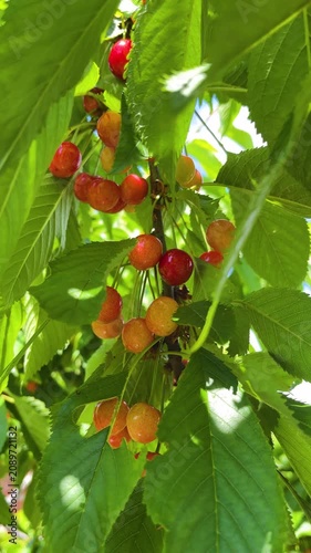 Ripe sweet cherries hanging on a tree branch in the garden. Fresh summer fruit ready for harvest. Natural vitamin-rich berries, organic cultivation, and healthy dessert concept.