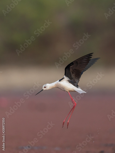 A striking black-winged stilt (Himantopus himantopus) captures attention as it takes off from a vibrant red salt pan, trailing water droplets behind its long pink legs.
